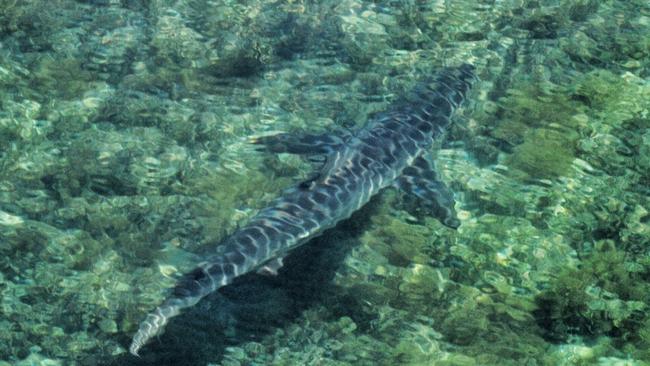 A shark at Normanville taken from Westpac Lifesaver Rescue Helicopter 