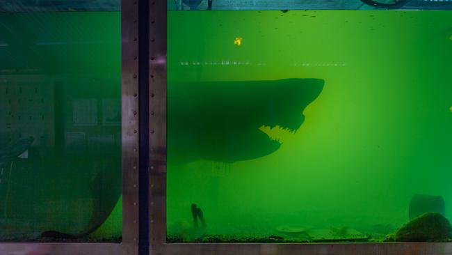 A shark in a tank of formaldehyde in an abandoned Bass wildlife park.