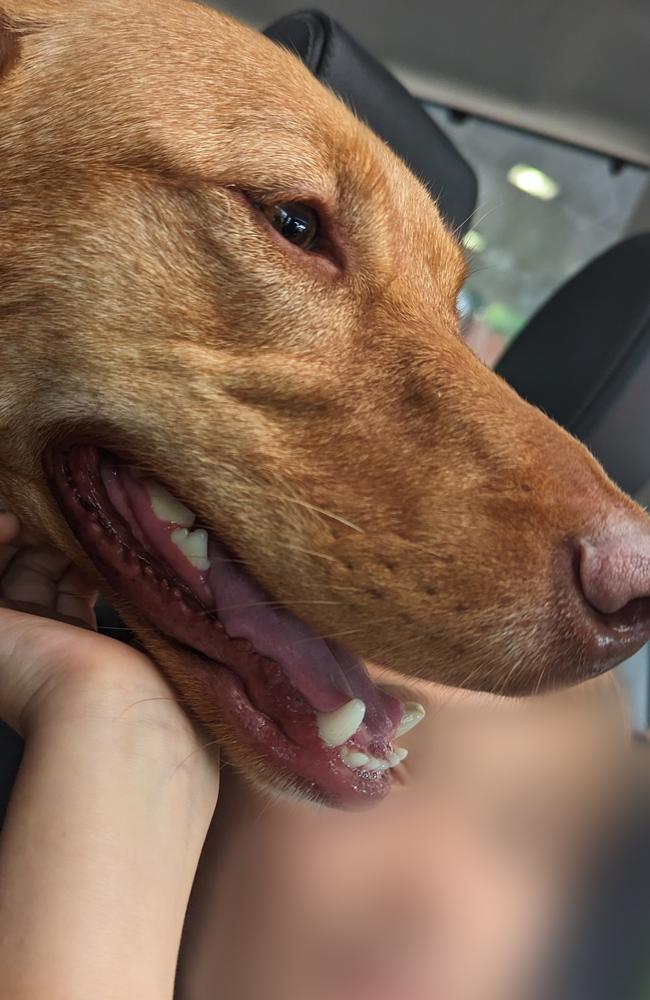 Marley the dog was rehomed in 2021 in Sydney after being released from an unnamed research institution. Picture: Liberty Foundation Australia