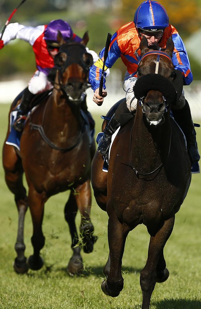 Zebrine has enjoyed success at Flemington in the past. Picture: Colleen Petch