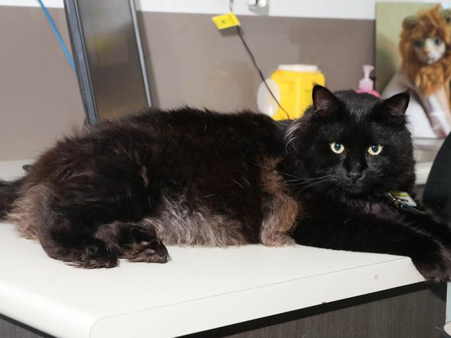 Mr Marbles is taking part in the Petbarn Biggest Loser Challenge. Picture: Supplied