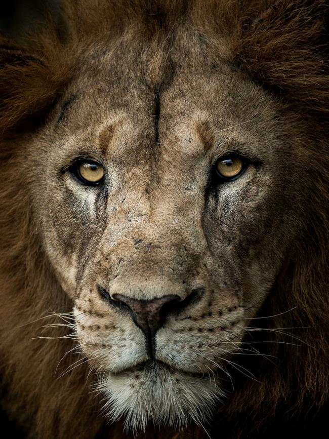 This stunning image was shot Manyoni Private Game Reserve, KwaZulu-Natal. Picture: Nelis Wolmarans/Remembering Lions