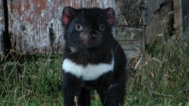 Tasmanian devils are "widespread and abundant" on Robbins Island. Picture: Supplied