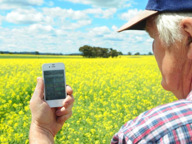 A farmer looks at an app in a canola crop. Smartphone.