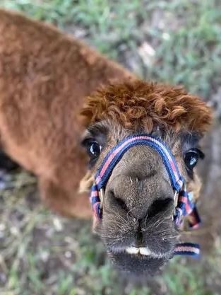 Alpaca 'Chiff' who was attacked by wild dogs in mid 2020.