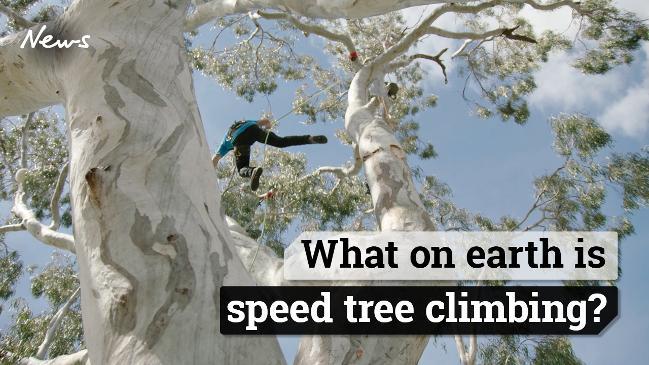 What is speed tree climbing?