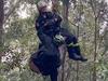 Paraglider rescued after gum tree gaffe