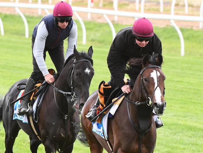 The Jason O'Brien train Latrobe an the Aiden O'Brien trained Pentagon are seen during track work at Werribee Racecourse, in Melbourne, Wednesday, October 24, 2018. The final track work session has taken place for the Cox Plate carnival international raiders. (AAP Image/James Ross) NO ARCHIVING