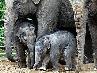 Baby Elephants at the Melb Zoo: Mali (left) and her new half-brother, who as yet has no name. Picture: Ben Swinnerton