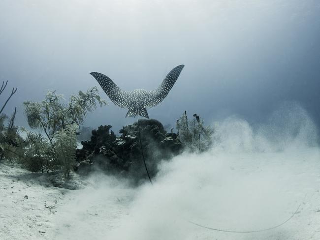 2016 Royal Society Publishing Photography Competition. Picture: Nick Robertson-Brown. Departing eagle ray – Winner: Evolutionary Biology. An eagle ray swims over the reef with its prey, having dug it up from the sandy sea-bed. Eagle rays have evolved very long tails but this is the longest that I have ever seen. Grand Cayman, Caribbean.