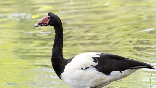 Magpie Goose Photo: iStock