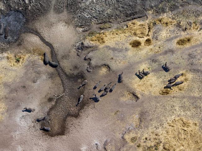 An aerial view of a group of hippos and zebras in Amboseli National Park, Kenya. Picture: Michael Poliza/Caters News