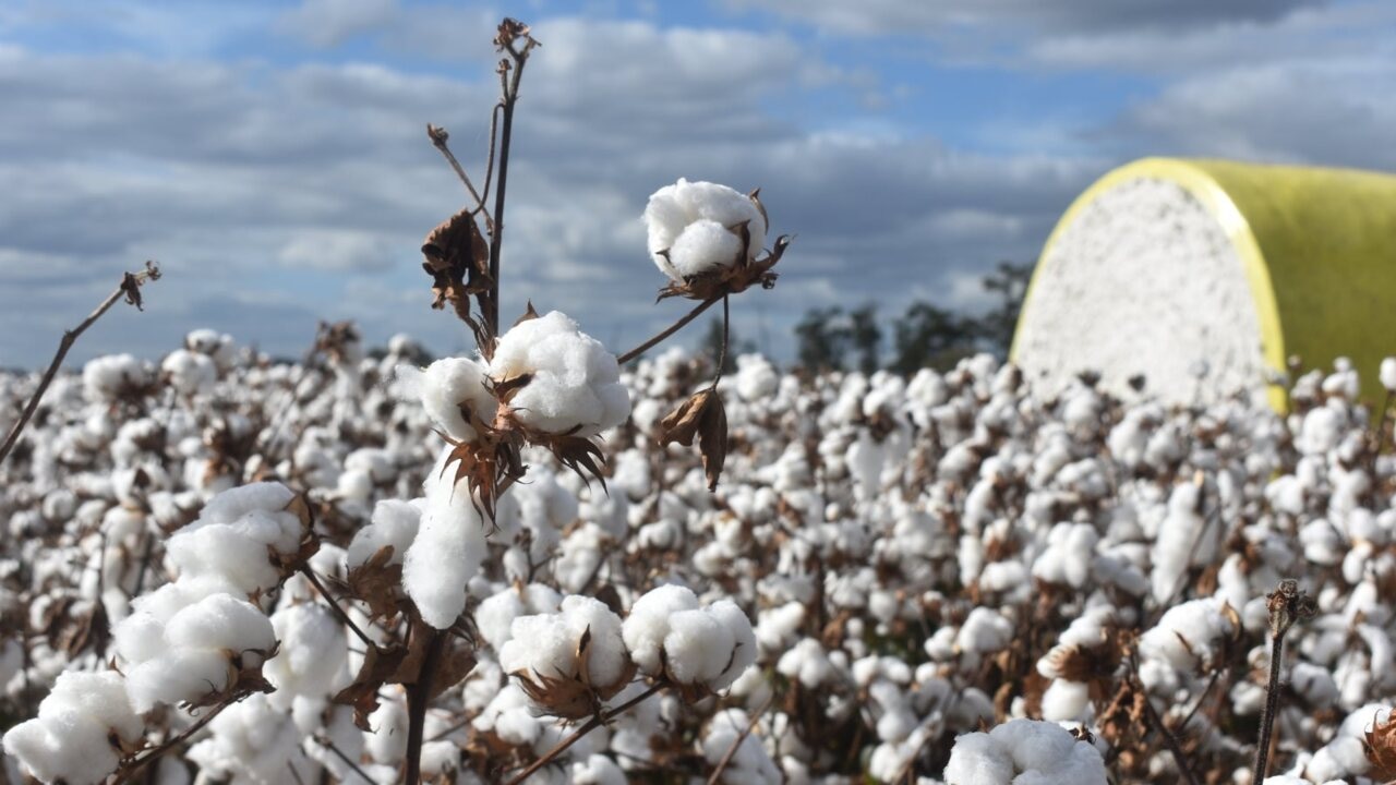 Cotton crop forecast more than four million bales