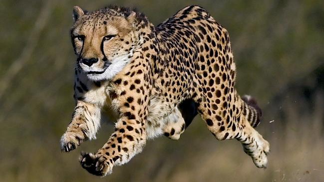 Zane the cheetah can go from zero to 70km/h in just two seconds. Picture: Gregg Porteous