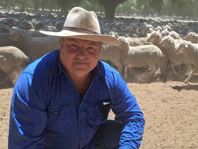 ian roffe deniliquin sheep sale