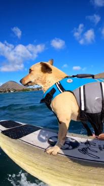 Surfer dog rides the waves