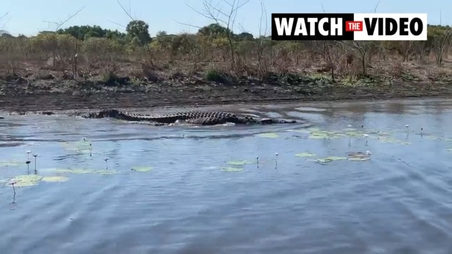 Massive croc at Shady Camp