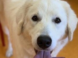 Alegra the Maremma at the RSPCA. Picture: RSPCA Facebook