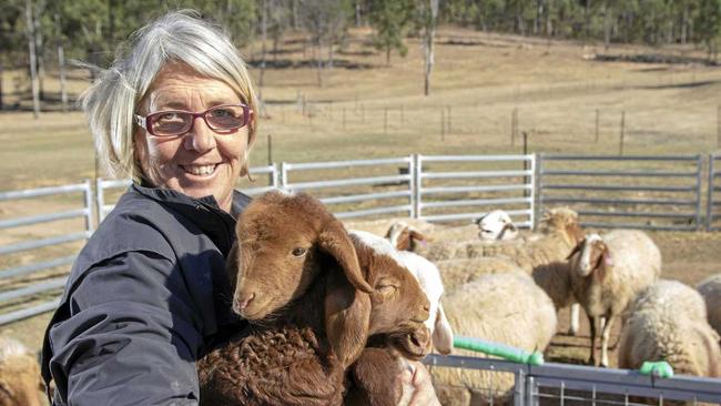 TRIO: Di Piggott holds Awassi triplet lambs on her Grantham sheep dairy. Picture: Dominic Elsome