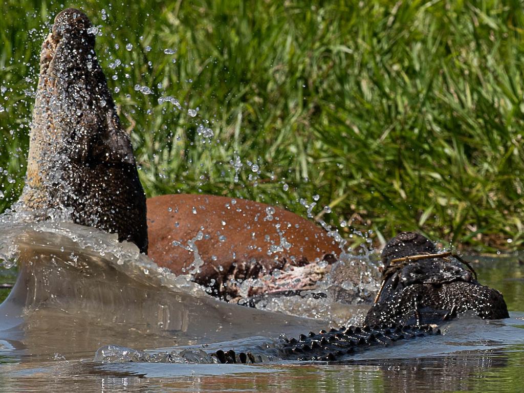 The dominant croc fought off competitors for the fresh meat. Picture: Michele Bain