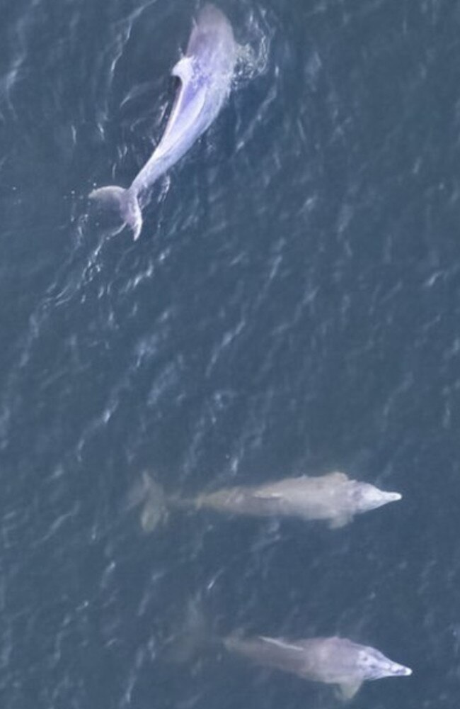 Some locals including Jennah Avard and her son were delighted to see the dolphins in the river – but didn't realise they were dying a slow death in the freshwater.