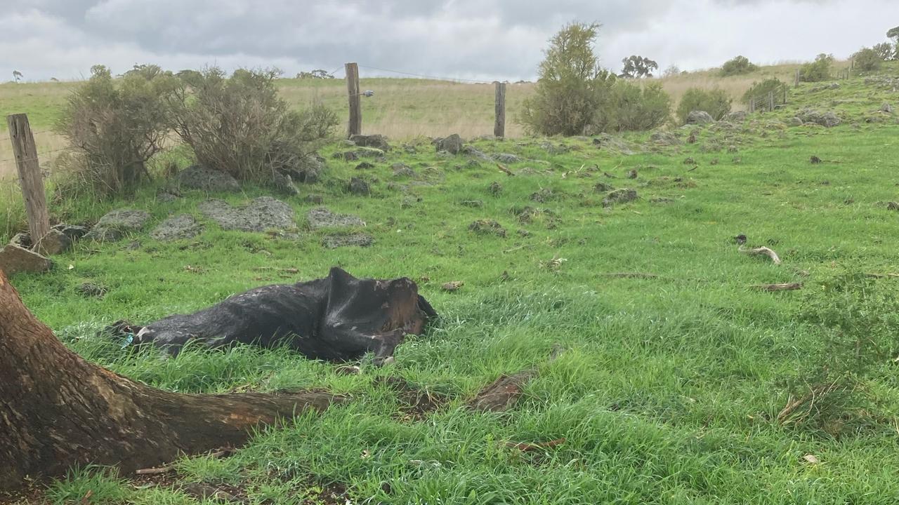 Western District farmer charged with animal cruelty offences