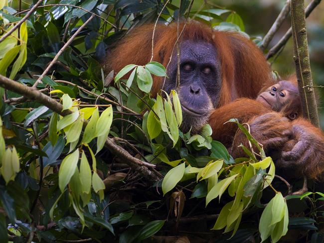 In the wild ... An endangered Sumatran orangutan cradles her baby on a tree top nest in the forest of Bukit Lawang, Sumatra. Picture: Romeo Gacad/AFP