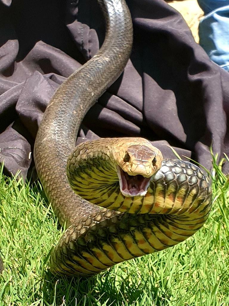 Eastern brown from Pimpama. Gold Coast and Brisbane Snake Catcher Tony Harrison's best photos. Photo: Gold Coast and Brisbane Snake Catcher