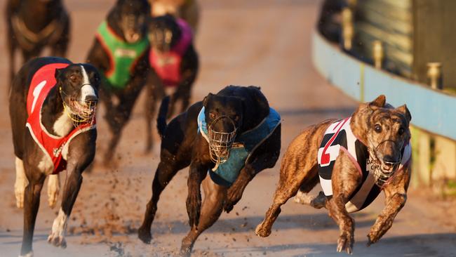 Greyhound racing will be banned in NSW as of July 1, 2017.