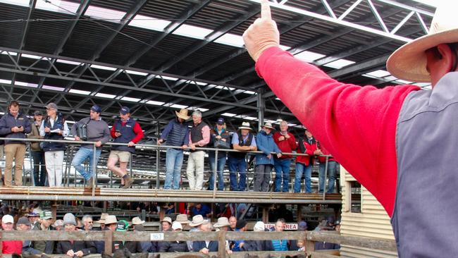 Southeast Australia’s famed weaner calf sales will see thousands of cattle go under the hammer.