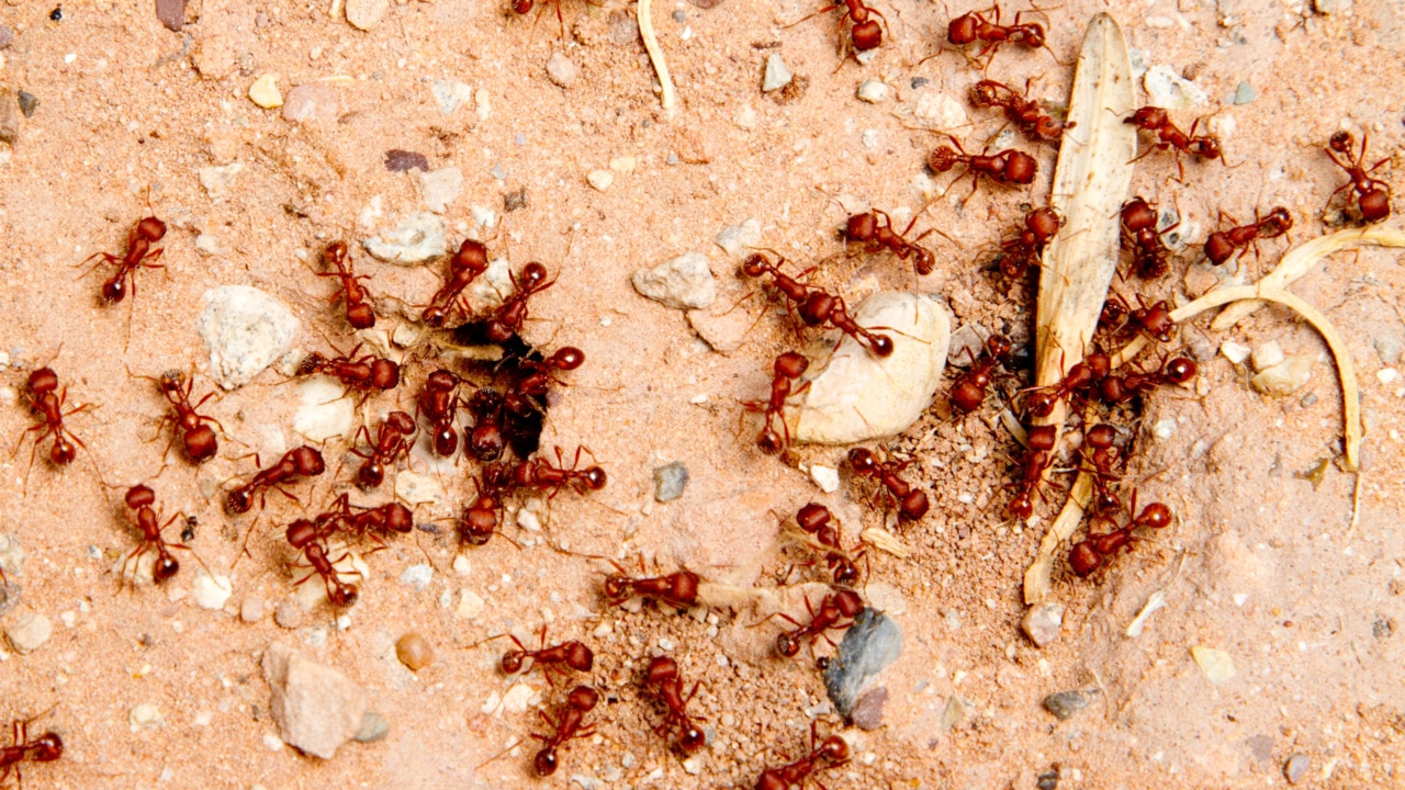 New outbreak of fire ants threatening agriculture and livestock in NSW