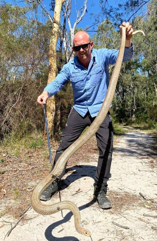 Stuart McKenzie with a giant eastern brown snake on the Sunshine Coast.