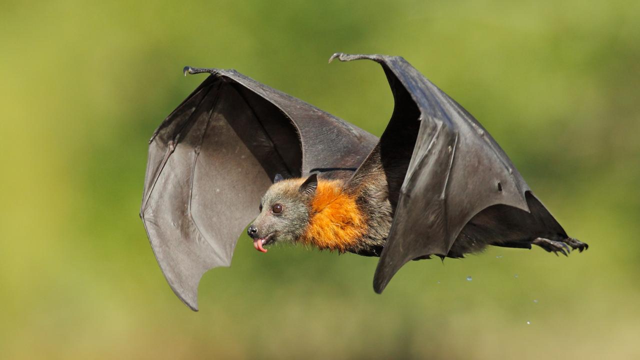 Grey-headed flying fox. Queenslanders are being urged not to touch or handle bats that may have fallen from trees, even if they are injured, to avoid becoming infected with Australian bat lyssavirus.