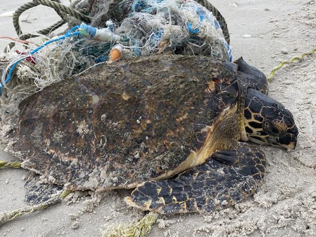 JJ Harper rescued this turtle from a fishing net at Cape Arnhem. Picture: Supplied