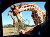 Werribee Open Range Zoo