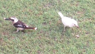 The young white kookaburra photographed at Carina Heights with a laughing kookaburra. 