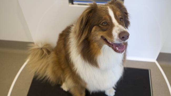 Fat deals australian shepherd