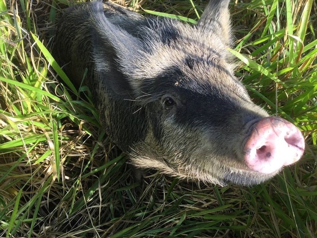 The pig is believed to be a missing farm animal.