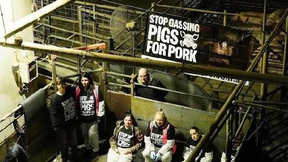 Animal activists stormed a Victorian slaughterhouse to protest the stunning of pigs. Picture: Farm Transparency Project