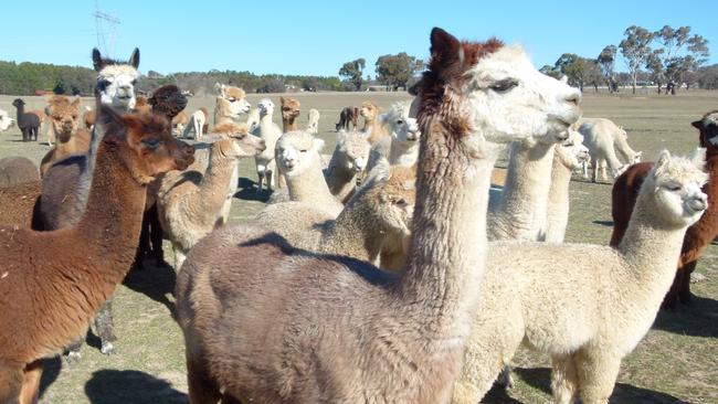 Councils say they struggle to round up unusual animals, such as rogue alpacas, because of outdated laws.