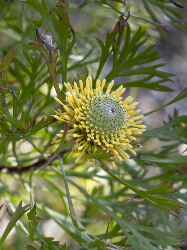 Conesticks (Petrophile pulchella)