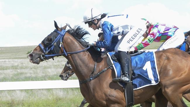 Bounty By Knight is looking to make it back-to-back wins when he heads to Queanbeyan. Picture: Bradley Photos