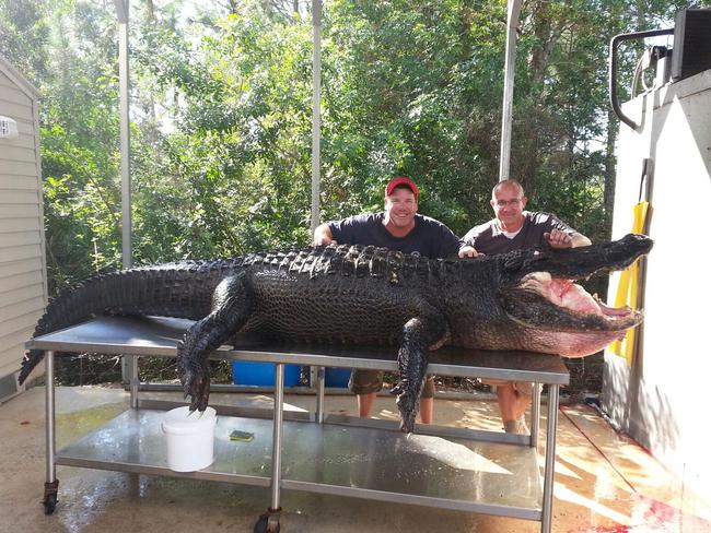 Monster alligator 'Lumpy' killed with bare hands in Florida