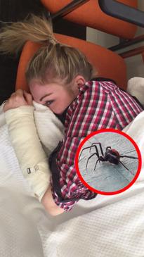  What happened after Australia’s most dangerous spider bit me