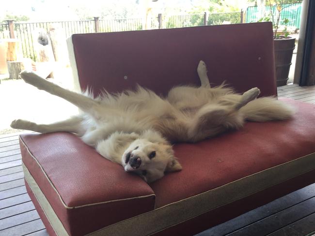 CRACKERS: The wheaten border collie prefers to put his feet up on weekends.