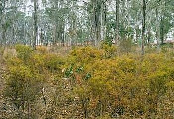 Dead dog hanging from tree in RAAF Memorial Park, Mt Druitt | Daily ...