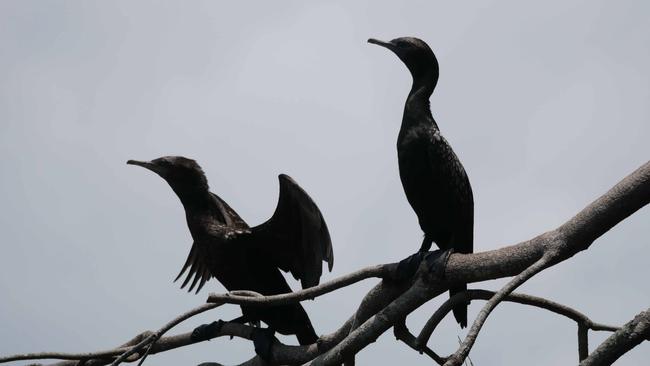 Photographs showing the abundant bird life at Black Swan Lake as it is about to be filled in. Picture: Ric Allport