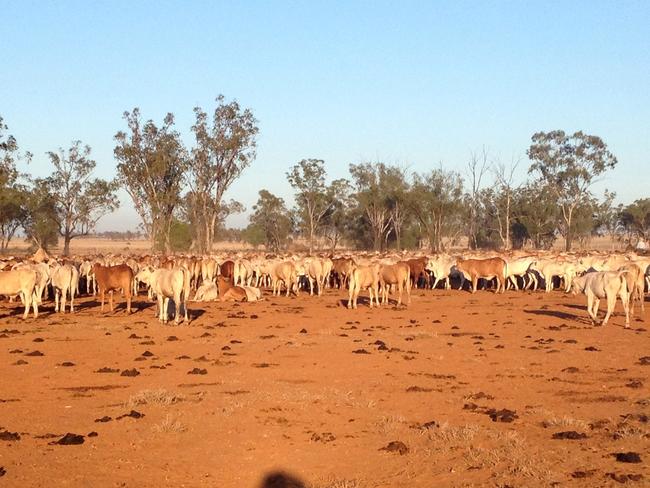 Cattle roam the drought affected property in Cheepie, 200km southwest of Charleville, Queensland.