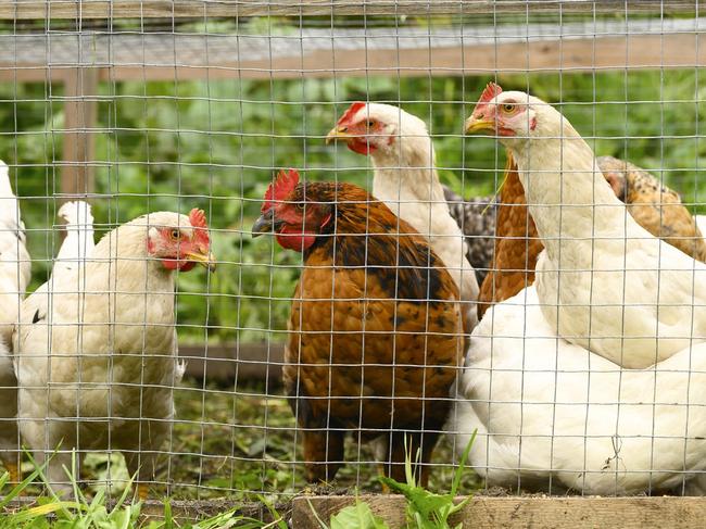 Urgent warning about ‘backyard’ eggs