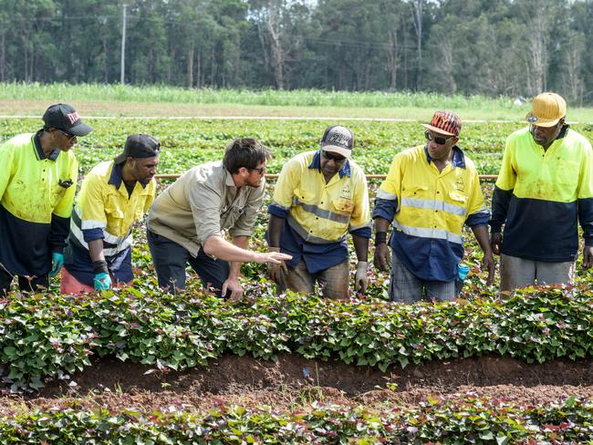 Farmer Russell McCrystal supervises foreign workers on his sweet potato farm near Bundaberg. Picture: Paul Beutel